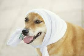 夏バテオさん